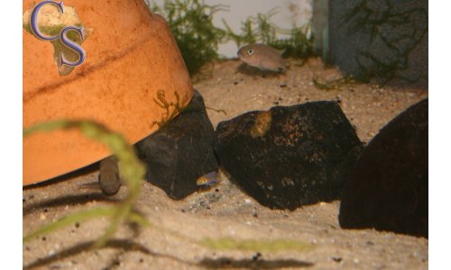 Neolamprologus falcicula cygnus